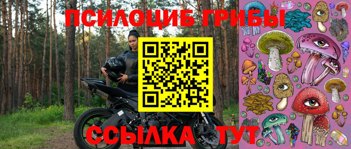 Псилоцибиновые грибы Psilocybine cubensis Кашира